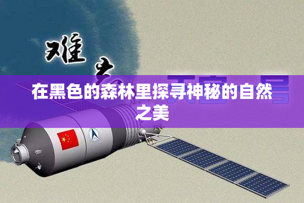 在黑色的森林里探寻神秘的自然之美