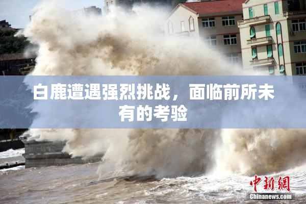 白鹿遭遇强烈挑战，面临前所未有的考验