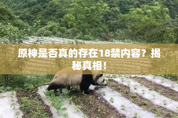 原神是否真的存在18禁内容？揭秘真相！