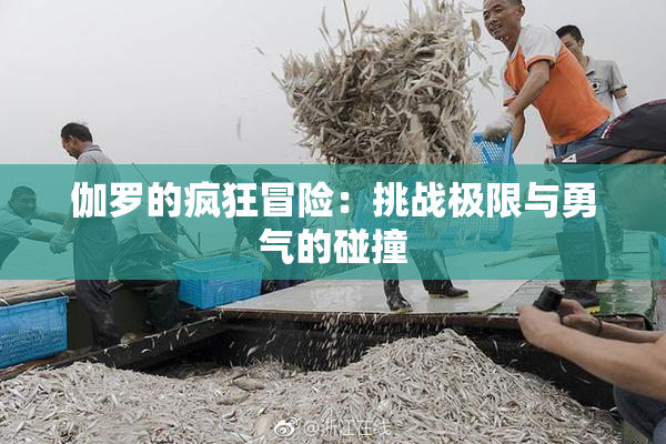 伽罗的疯狂冒险：挑战极限与勇气的碰撞