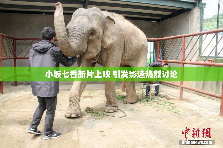 小坂七香新片上映 引发影迷热烈讨论