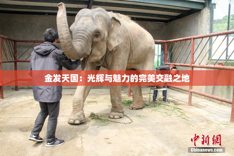 金发天国：光辉与魅力的完美交融之地