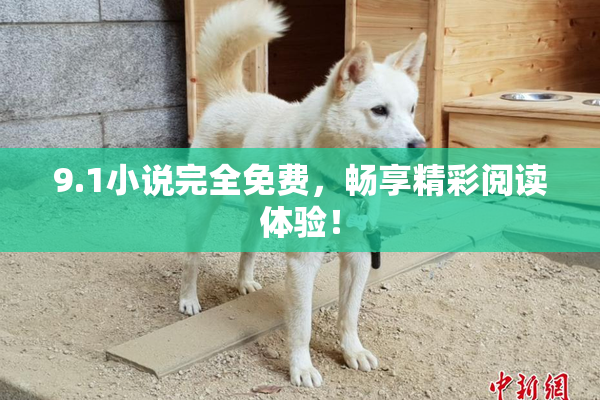 9.1小说完全免费，畅享精彩阅读体验！