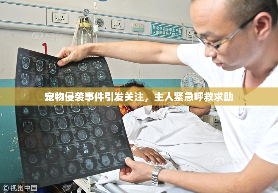 宠物侵袭事件引发关注，主人紧急呼救求助