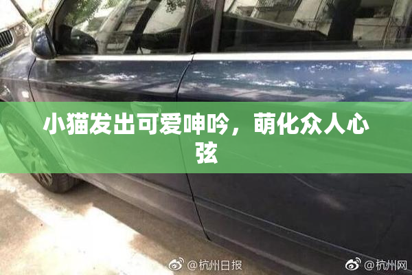小猫发出可爱呻吟，萌化众人心弦