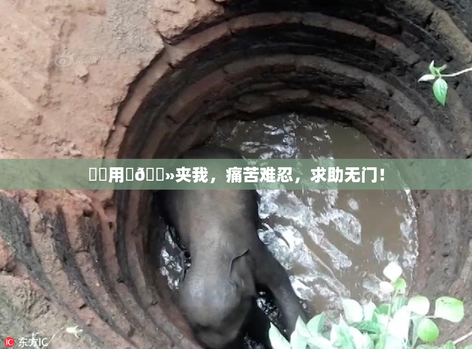 妺妺用‌🐻夹我，痛苦难忍，求助无门！