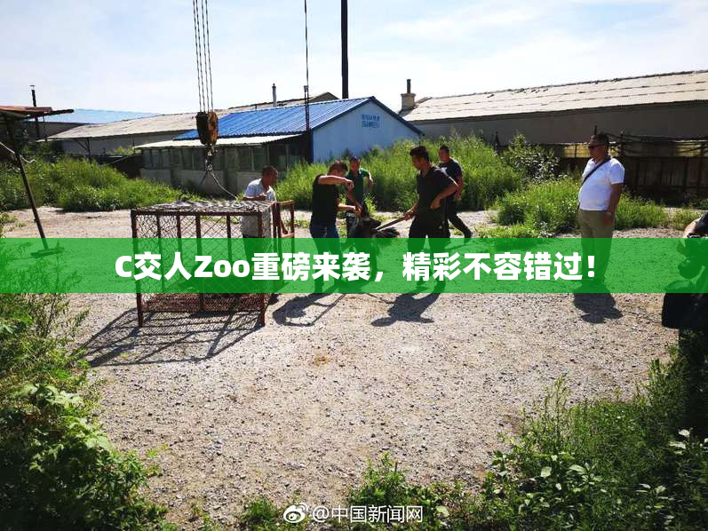 C交人Zoo重磅来袭，精彩不容错过！