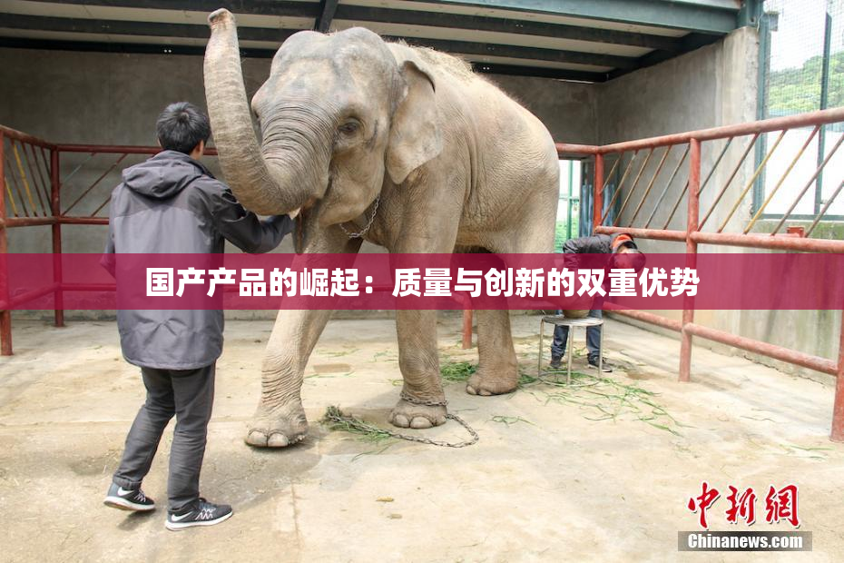 国产产品的崛起：质量与创新的双重优势