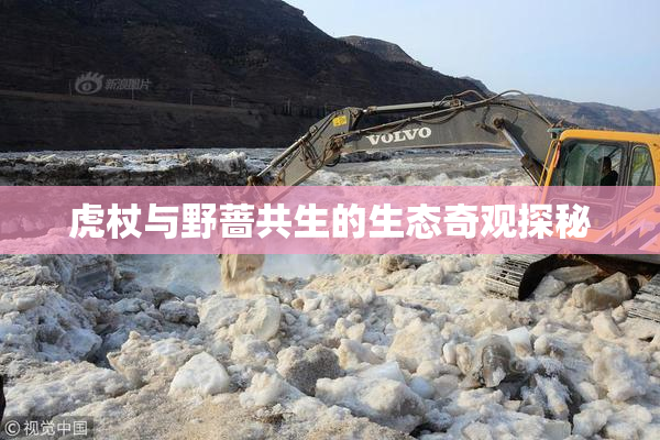 虎杖与野蔷共生的生态奇观探秘