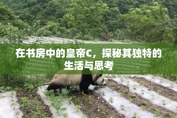 在书房中的皇帝C，探秘其独特的生活与思考