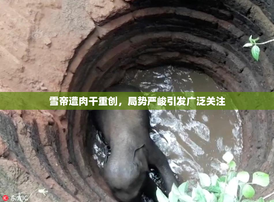 雪帝遭肉干重创，局势严峻引发广泛关注