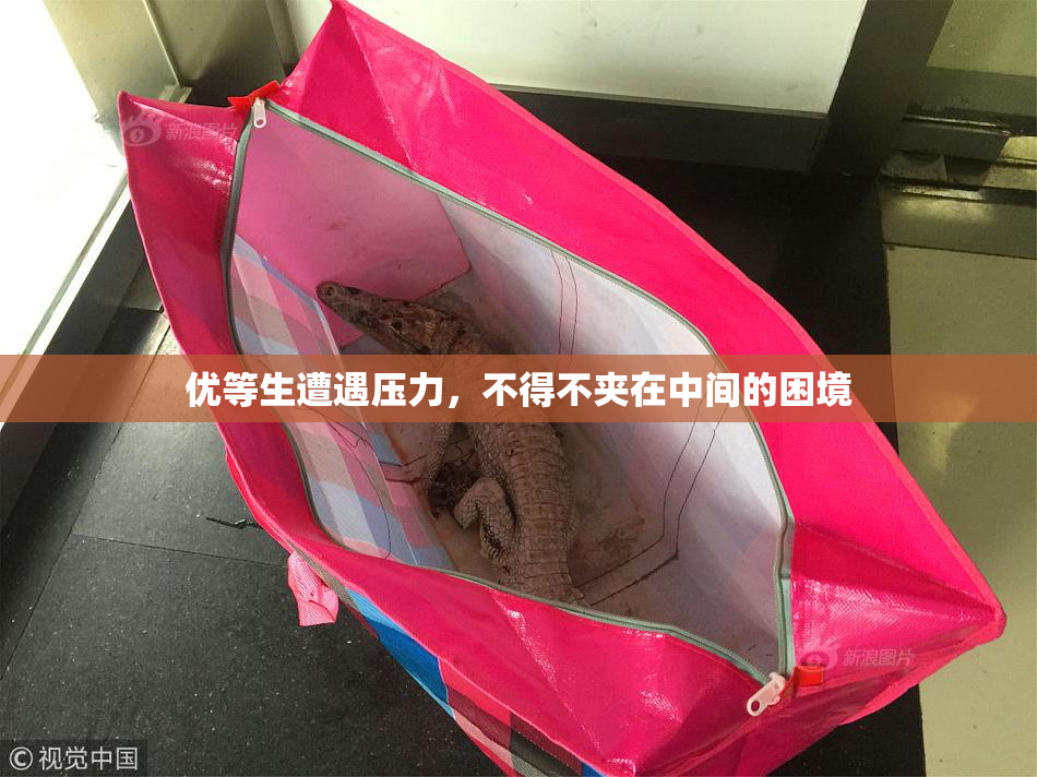 优等生遭遇压力，不得不夹在中间的困境