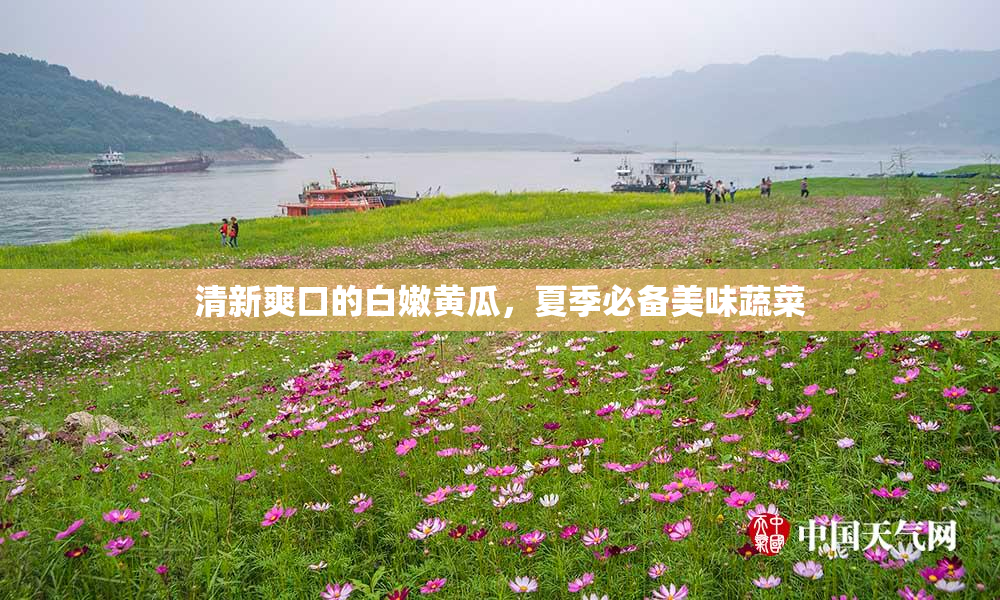 清新爽口的白嫩黄瓜，夏季必备美味蔬菜