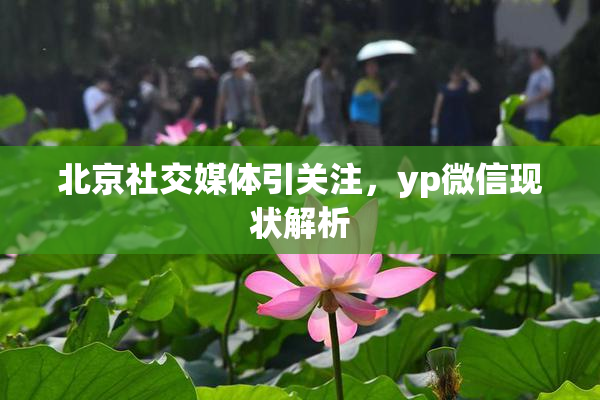 北京社交媒体引关注，yp微信现状解析