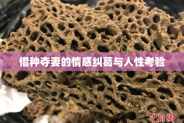借种夺妻的情感纠葛与人性考验