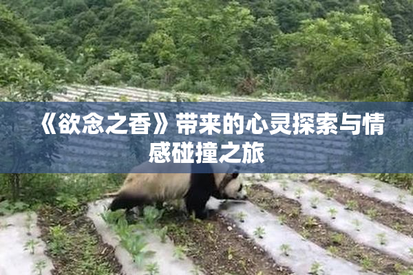 《欲念之香》带来的心灵探索与情感碰撞之旅