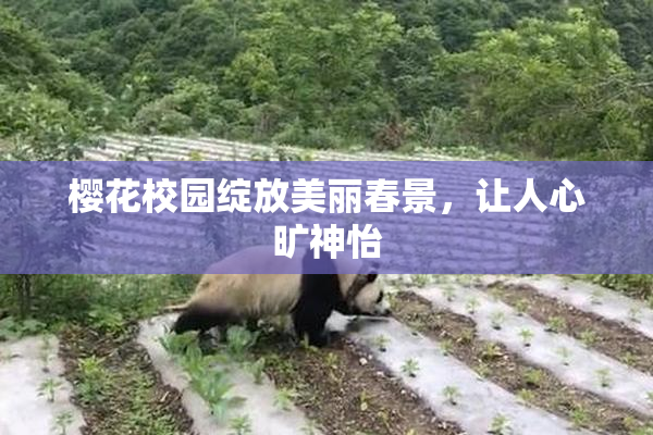 樱花校园绽放美丽春景，让人心旷神怡