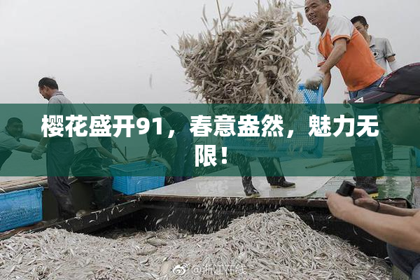 樱花盛开91，春意盎然，魅力无限！