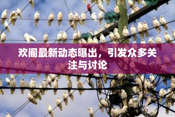 欢阁最新动态曝出，引发众多关注与讨论