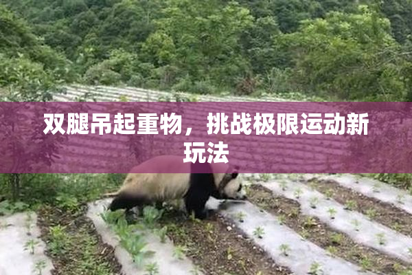 双腿吊起重物，挑战极限运动新玩法