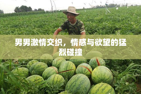 男男激情交织，情感与欲望的猛烈碰撞