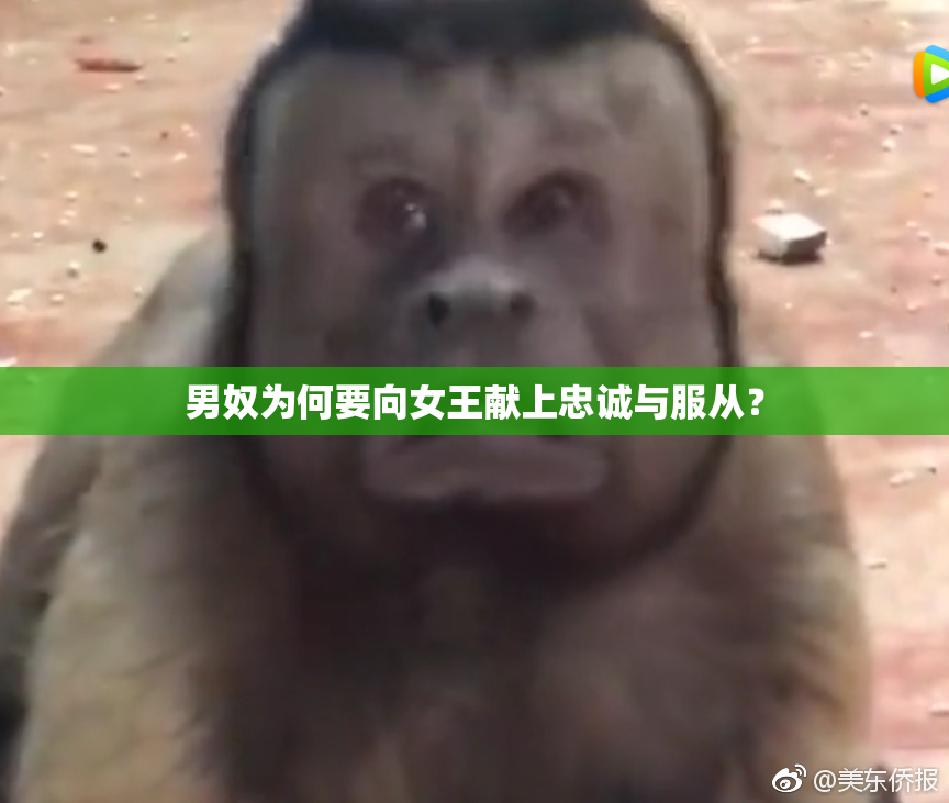男奴为何要向女王献上忠诚与服从？