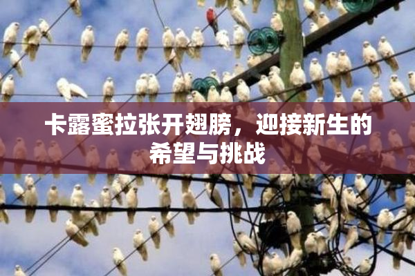 卡露蜜拉张开翅膀，迎接新生的希望与挑战