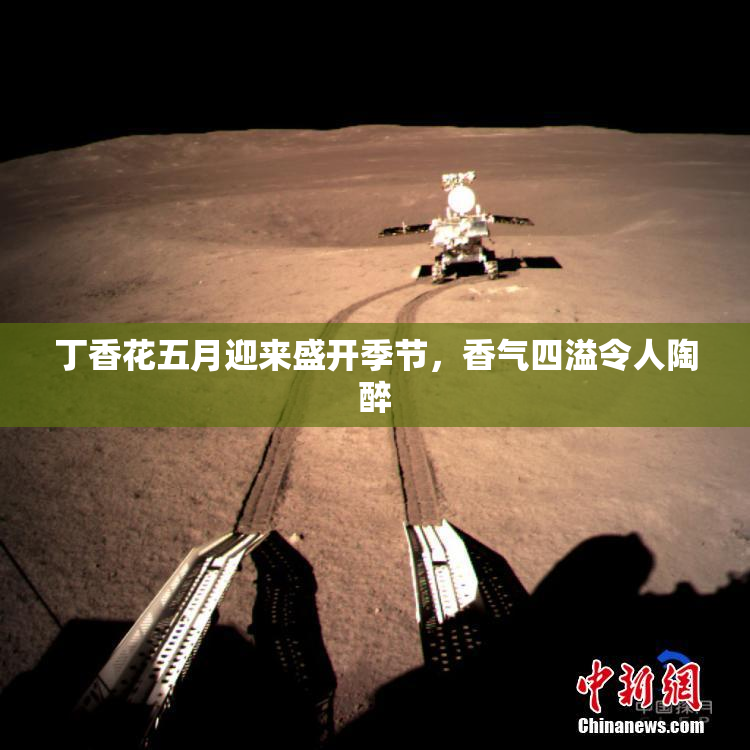 丁香花五月迎来盛开季节，香气四溢令人陶醉