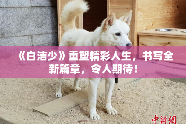 《白洁少》重塑精彩人生，书写全新篇章，令人期待！