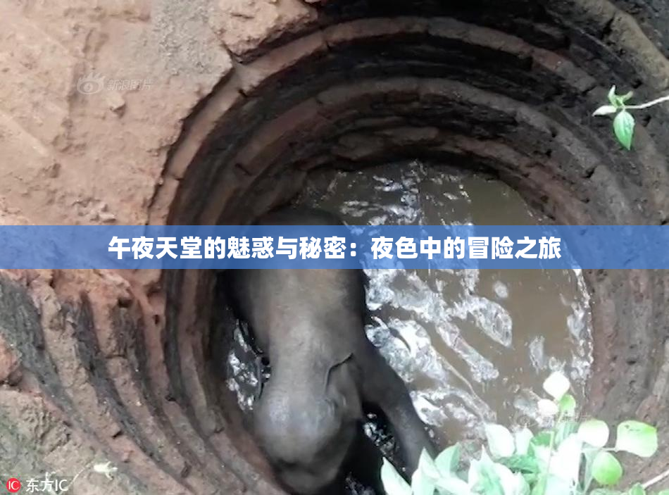 午夜天堂的魅惑与秘密：夜色中的冒险之旅