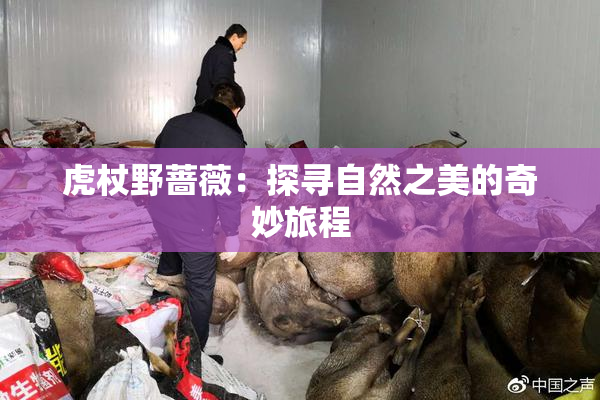 虎杖野蔷薇：探寻自然之美的奇妙旅程