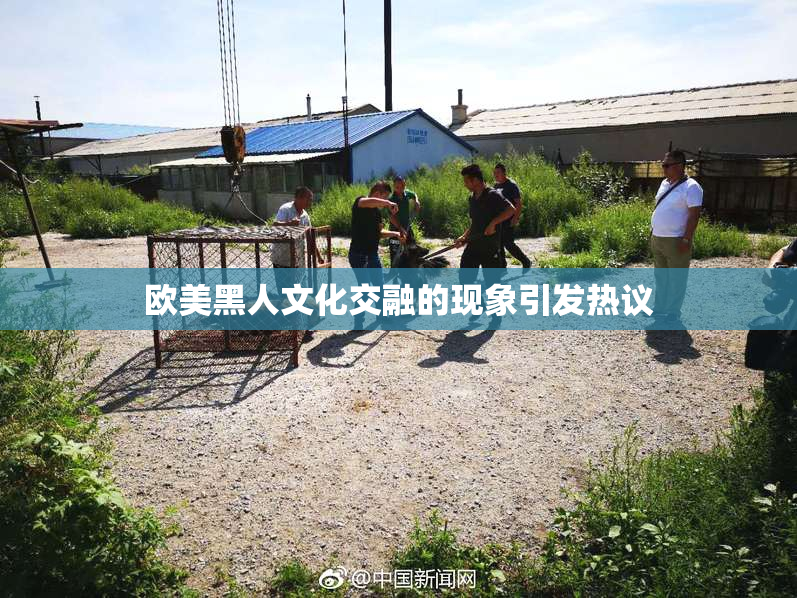 欧美黑人文化交融的现象引发热议