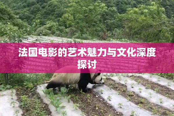 法国电影的艺术魅力与文化深度探讨