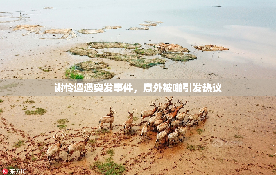 谢怜遭遇突发事件，意外被啪引发热议