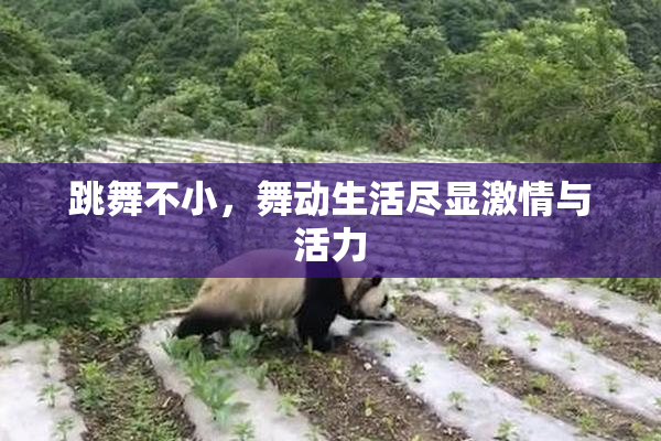 跳舞不小，舞动生活尽显激情与活力