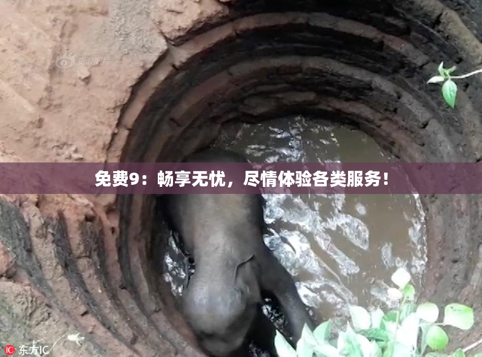 免费9：畅享无忧，尽情体验各类服务！