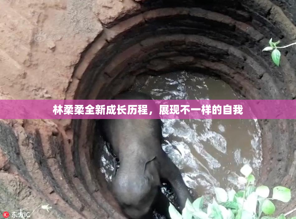 林柔柔全新成长历程，展现不一样的自我