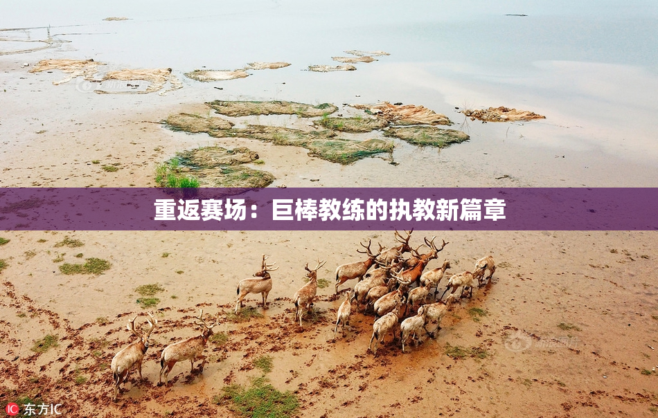 重返赛场：巨棒教练的执教新篇章