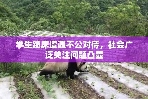 学生跪床遭遇不公对待，社会广泛关注问题凸显
