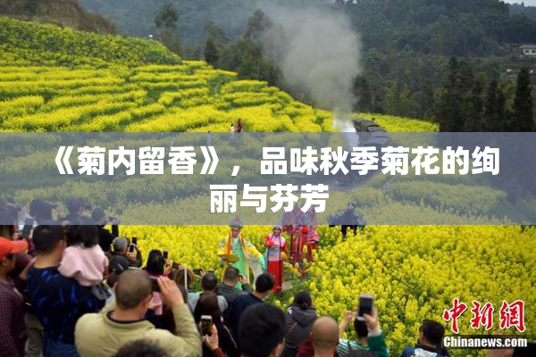 《菊内留香》，品味秋季菊花的绚丽与芬芳