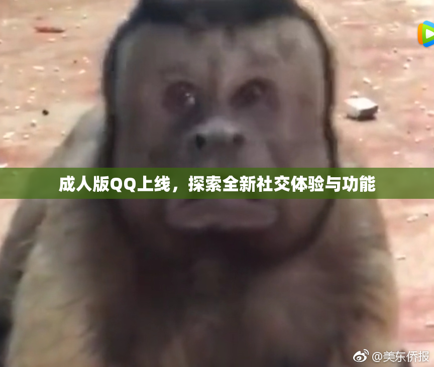 成人版QQ上线，探索全新社交体验与功能