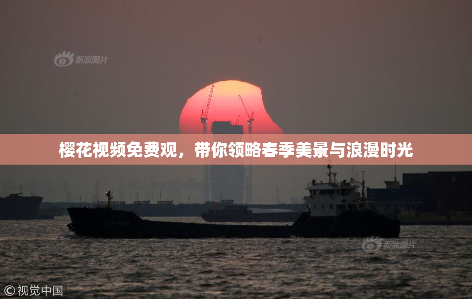 樱花视频免费观，带你领略春季美景与浪漫时光