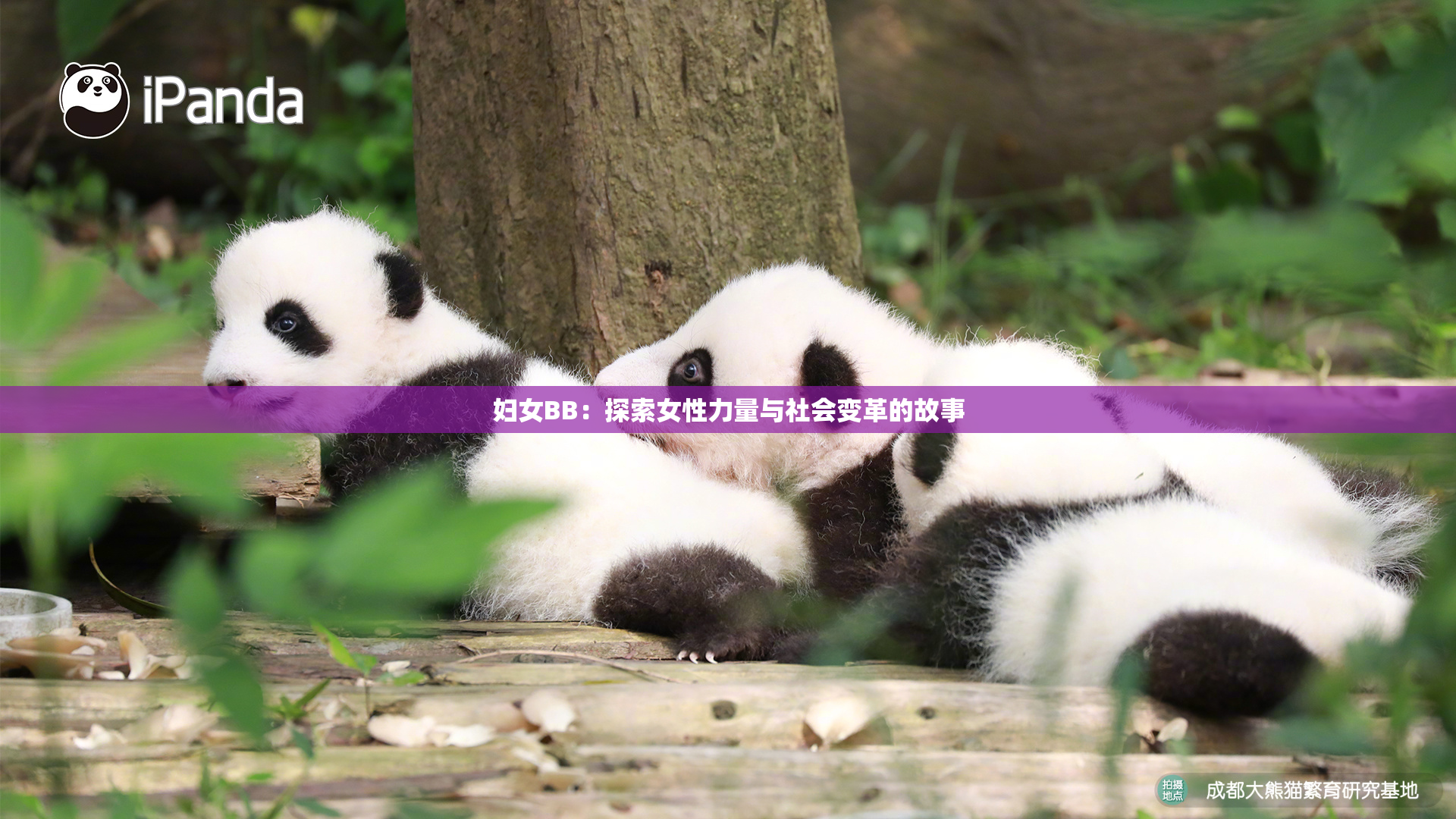妇女BB：探索女性力量与社会变革的故事