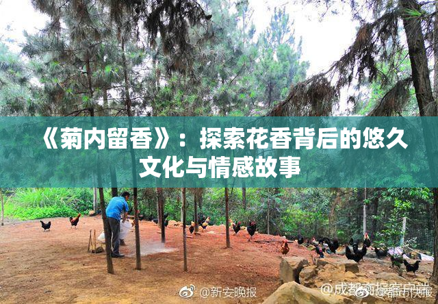 《菊内留香》：探索花香背后的悠久文化与情感故事