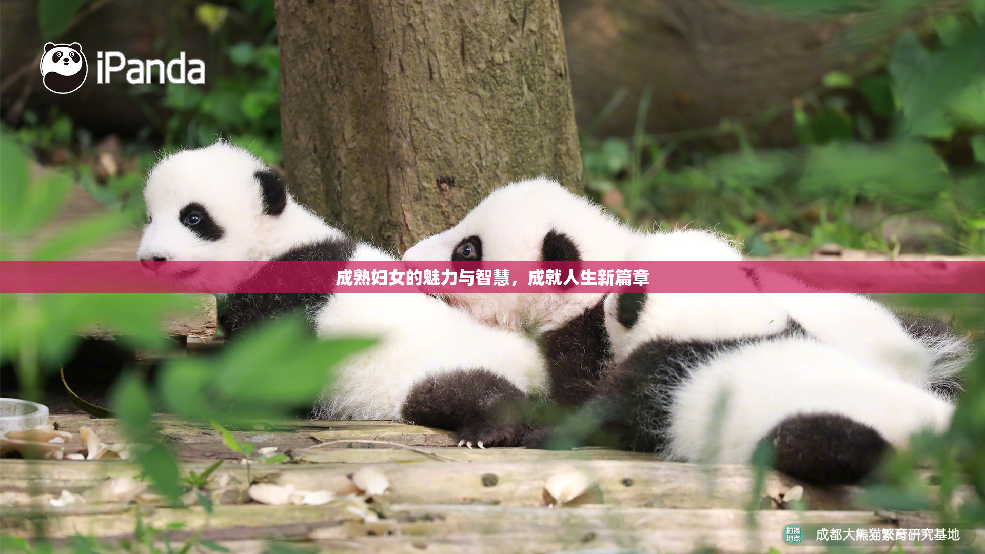 成熟妇女的魅力与智慧，成就人生新篇章