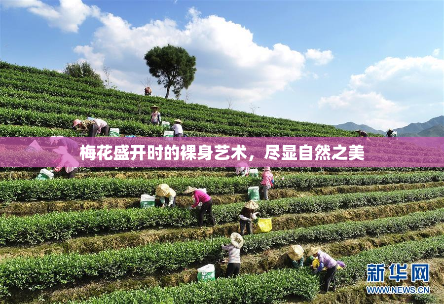 梅花盛开时的裸身艺术，尽显自然之美