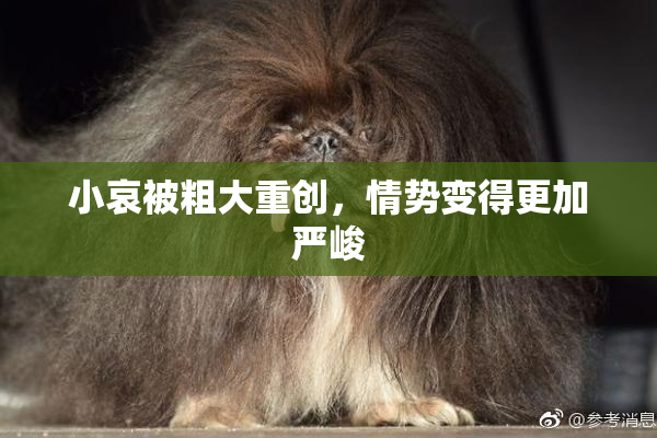 小哀被粗大重创，情势变得更加严峻