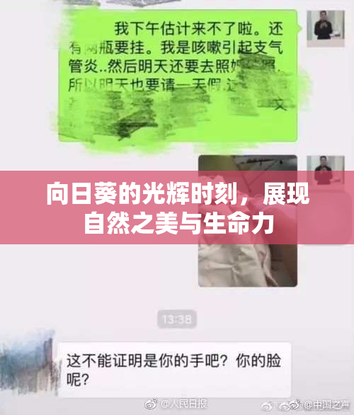 向日葵的光辉时刻，展现自然之美与生命力