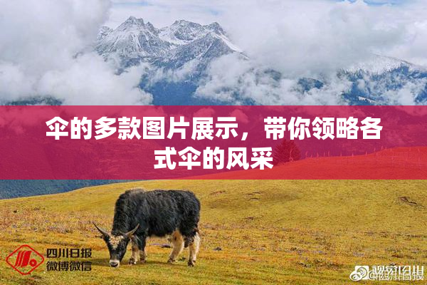 伞的多款图片展示，带你领略各式伞的风采