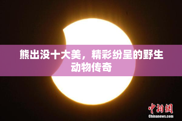 熊出没十大美，精彩纷呈的野生动物传奇